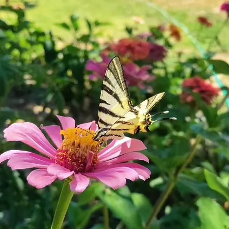 Ida Tahtalikoey Bed & Breakfast