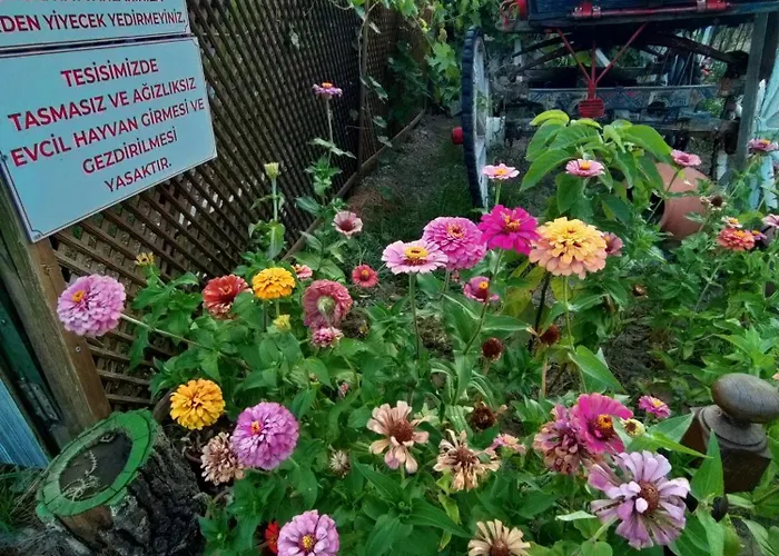 ıda Tahtalıköy * Edremit (Balikesir)