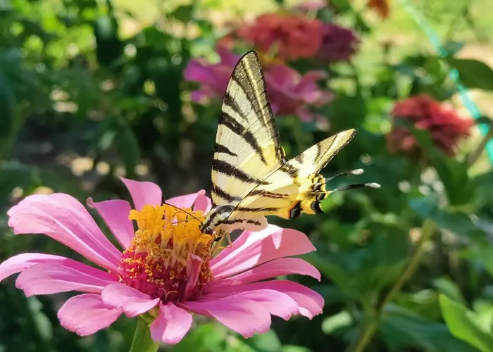 Ida Tahtalikoey Bed & Breakfast